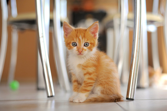 Cute little cat