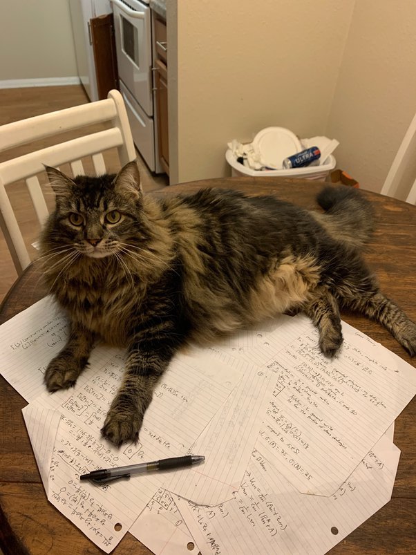 Is your cute cat guarding my notes because they're purr-fectly adorable together?😺