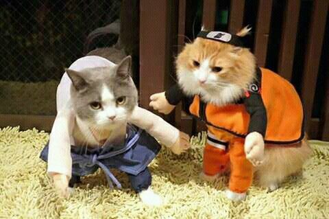 cats dressed like Naruto characters