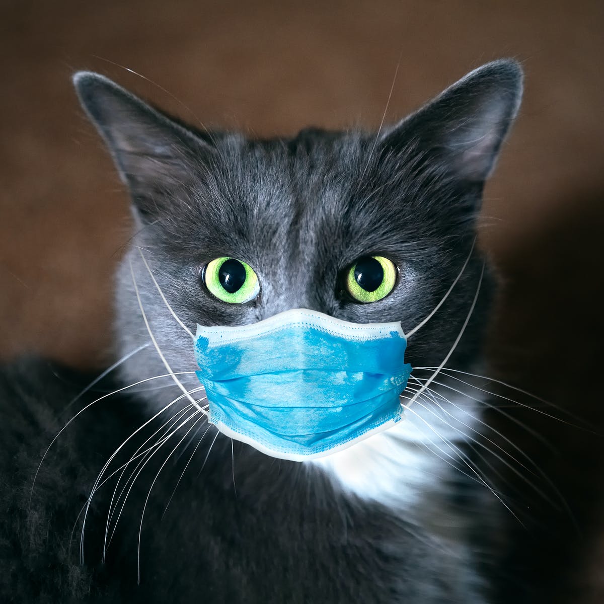 cat with mask
