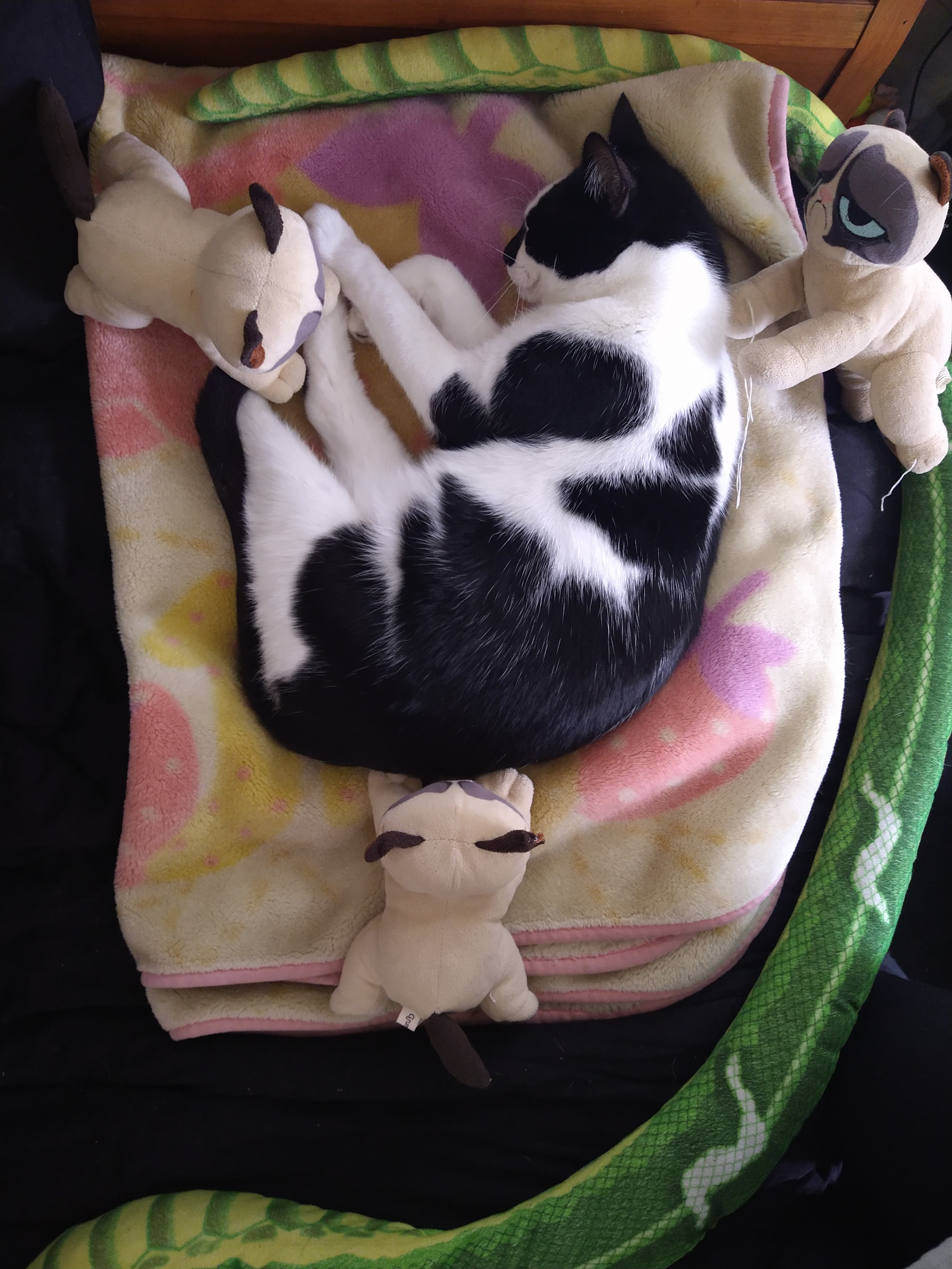 black and white cat curled up on a blanket with three stuffed grumpy cats surrounding