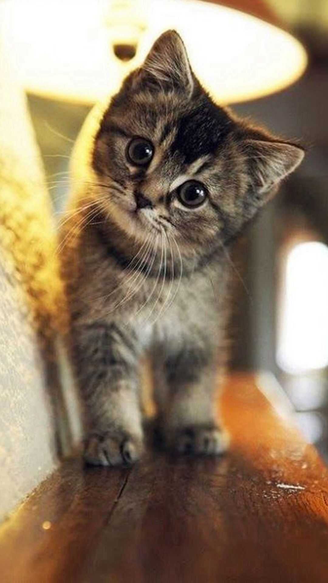 Cute little cat pic