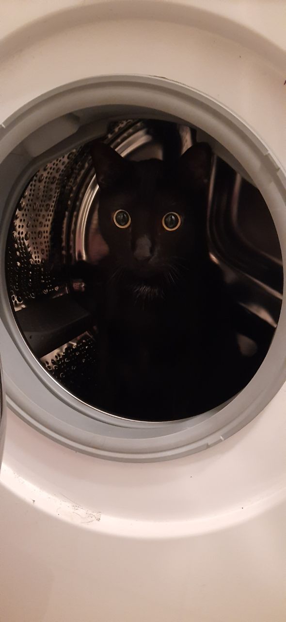 Cute black cat in my washer