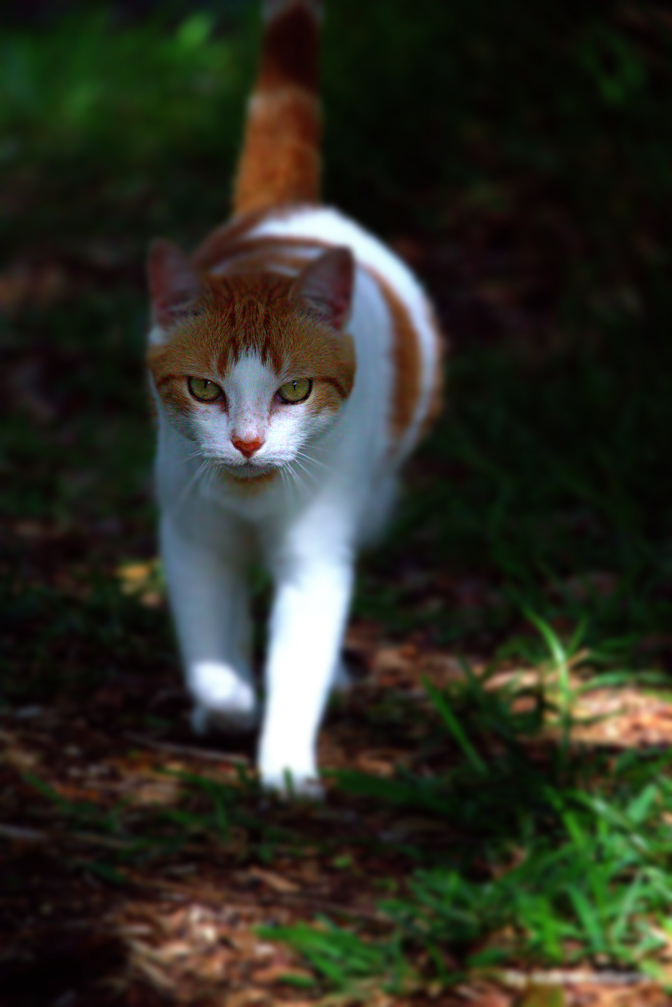 Walking cat